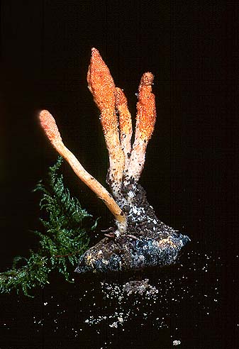 Cordyceps militaris